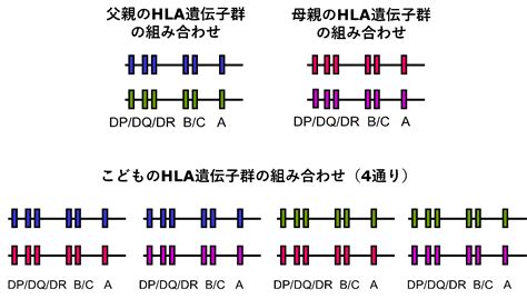 恋愛と遺伝子の深～い関係とは！？恋愛に作用するHLA遺伝子の。